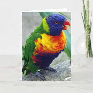 Het Wenskaart van de Vogel van Lorikeet Kaart