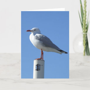 Het Wenskaart van de zeemeeuw Kaart