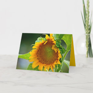 Het Wenskaart van de zonnebloem Kaart