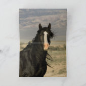 Het Wenskaart van de Zwarte Stallion Wild Horse Kaart (Binnen)