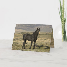 Het Wenskaart van de Zwarte Stallion Wild Horse Kaart