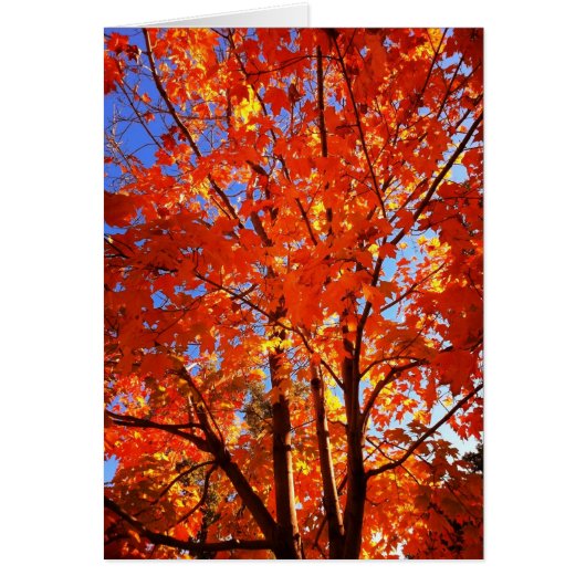 Het Wenskaart van Glory in de herfst (Voorkant)