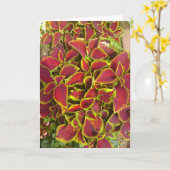 Het Wenskaart van het Flard van de Bloem van de Kaart (Gele Bloem)