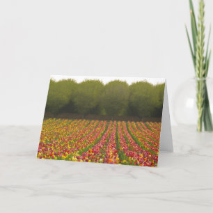 Het Wenskaart van het Gebied van de tulp Kaart