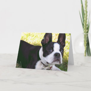 Het Wenskaart van het Jong van Boston Terrier Kaart