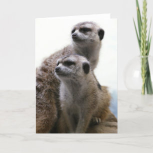 Het Wenskaart van het Paar van Meerkat Kaart