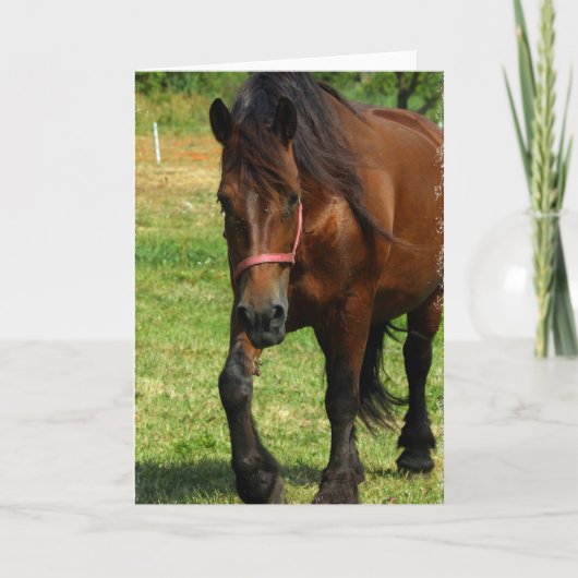 Het Wenskaart van het Paard van het ontwerp Kaart (Voorkant)