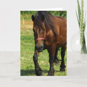 Het Wenskaart van het Paard van het ontwerp Kaart