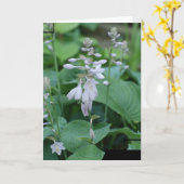Het Wenskaart van het Plant van Hosta Kaart (Gele Bloem)