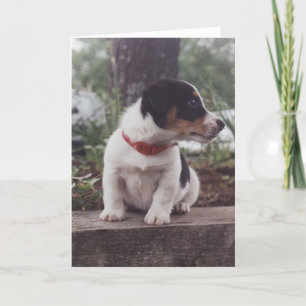 Het wenskaart van het puppy kaart