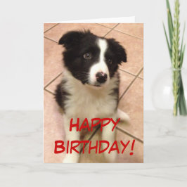 Het Wenskaart van het Puppy van Border collie van Kaart