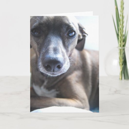 Het Wenskaart van het Puppy van de windhond Kaart (Voorkant)