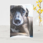 Het Wenskaart van het Puppy van de windhond Kaart (Gele Bloem)
