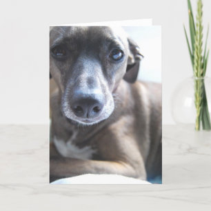 Het Wenskaart van het Puppy van de windhond Kaart