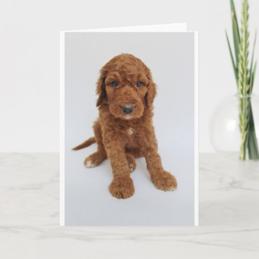 Het Wenskaart van het Puppy van Goldendoodle Kaart (Voorkant)