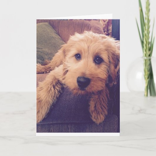 Het Wenskaart van het Puppy van Goldendoodle Kaart (Voorkant)
