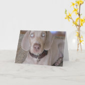 Het Wenskaart van het Puppy van Weimaraner Kaart (Gele Bloem)