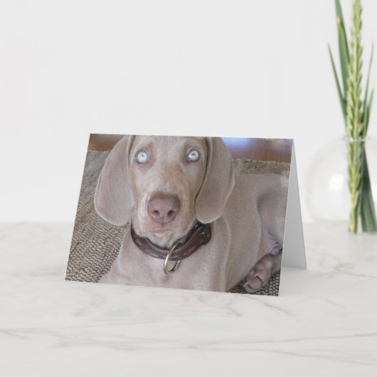 Het Wenskaart van het Puppy van Weimaraner Kaart (Voorkant)