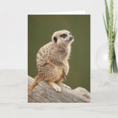 Het Wenskaart van Meerkat Kaart (Voorkant)