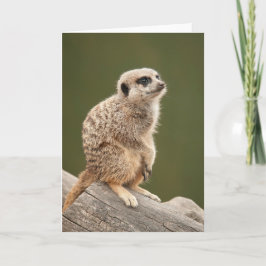 Het Wenskaart van Meerkat Kaart