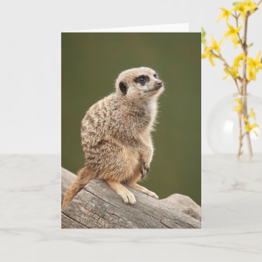 Het Wenskaart van Meerkat Kaart (Gele Bloem)