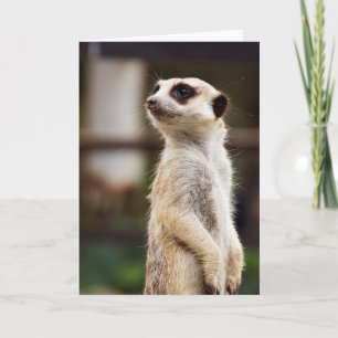 Het Wenskaart van Meerkat Kaart