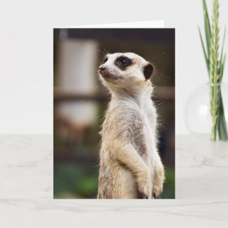 Het Wenskaart van Meerkat Kaart