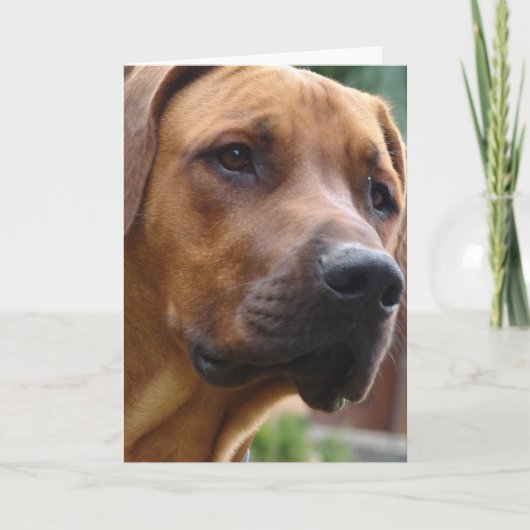 Het Wenskaart van Ridgeback van Rhodesian Kaart (Voorkant)
