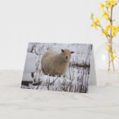 Het Wenskaart van schapen Kaart (Gele Bloem)