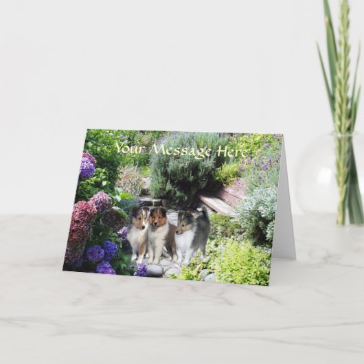 Het Wenskaart van Sheltie Kaart (Voorkant)