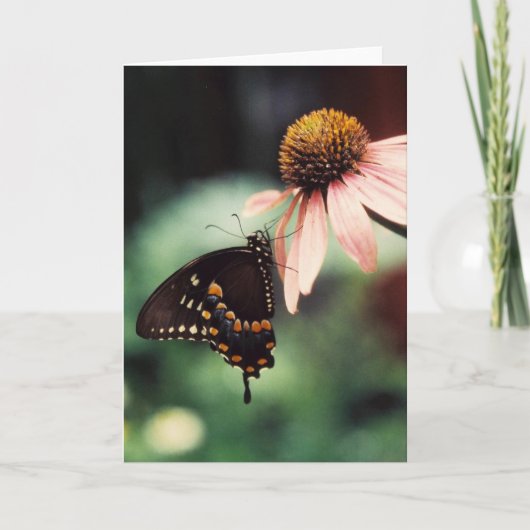 Het Wenskaart van Sipper van Echinacea Kaart (Voorkant)