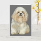 Het Wenskaart van Tzu van Shih Kaart (Gele Bloem)