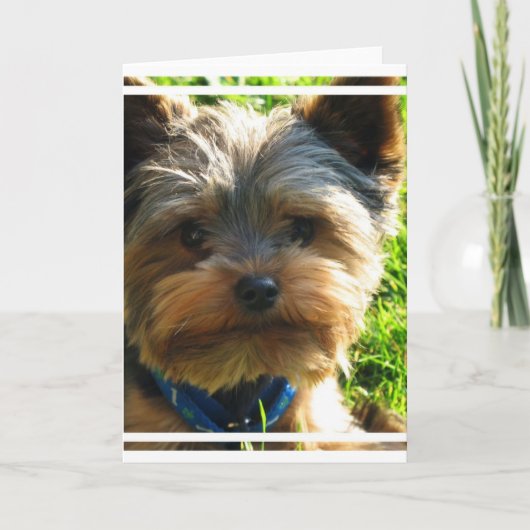 Het Wenskaart van Yorkshire Terrier Kaart (Voorkant)