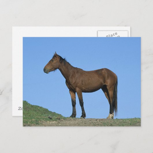 Het wilde Paard van de Mustang Briefkaart (Voorkant / Achterkant)