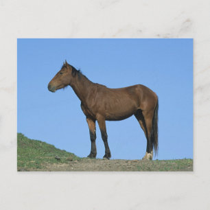 Het wilde Paard van de Mustang Briefkaart