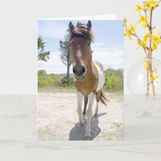 Het Wilde Pony van Assateague Kaart (Gele Bloem)