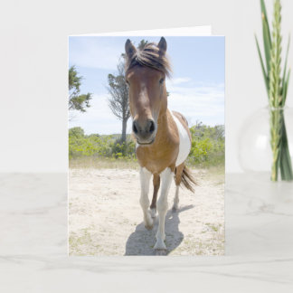 Het Wilde Pony van Assateague Kaart