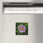 Het wilde Roze nam toe Magneet (Insitu (Vaatwasser))