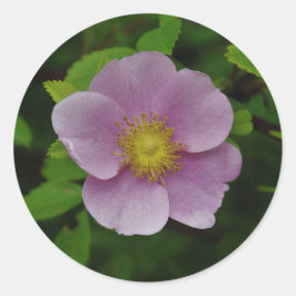 Het wilde Roze nam toe Ronde Sticker