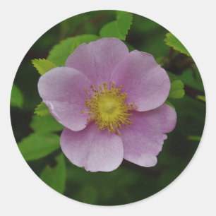 Het wilde Roze nam toe Ronde Sticker
