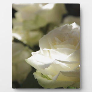 Het wit nam de BloemenTuinen van het Lot van Bloes Fotoplaat