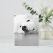 Het Wit van de Hond van de Foto van Samoyed Briefkaart (Staand voorkant)
