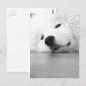 Het Wit van de Hond van de Foto van Samoyed Briefkaart (Voorkant / Achterkant)