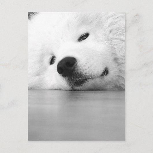 Het Wit van de Hond van de Foto van Samoyed Briefkaart (Voorkant)