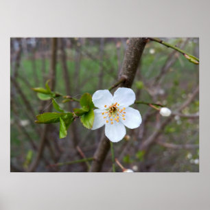 Het wit van de lente poster