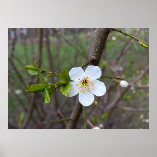 Het wit van de lente poster (Voorkant)