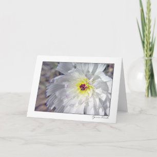 Het Witlof van de woestijn Kaart