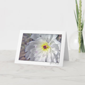 Het Witlof van de woestijn Kaart