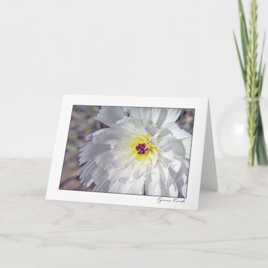 Het Witlof van de woestijn Kaart (Voorkant)