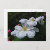 Het witte Briefkaart van de Bloem van het Paar van (Voorkant / Achterkant)